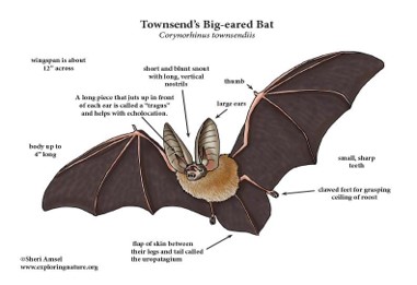 Bats of Colossal Cave Mountain Park