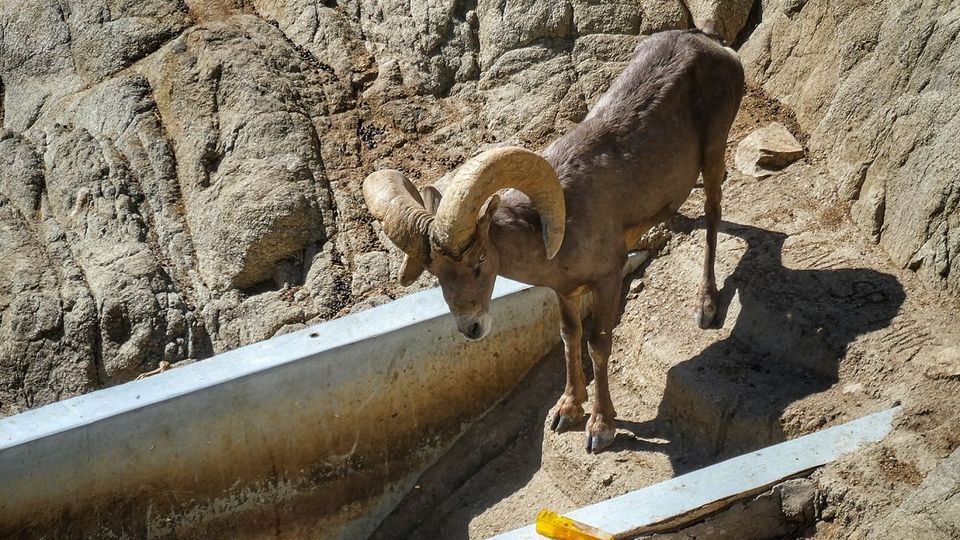 Water for Wildlife – A philosophical stalemate that could rob the West of its most iconic creatures
