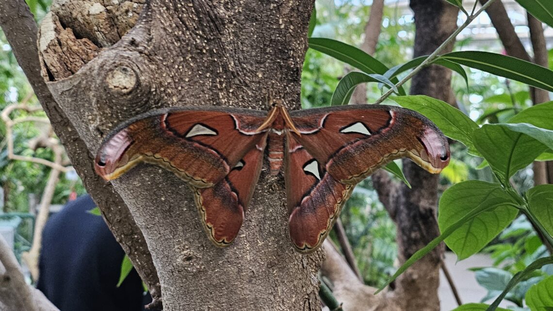 Marvelous Moths