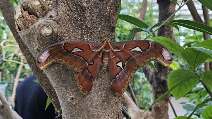 Marvelous Moths