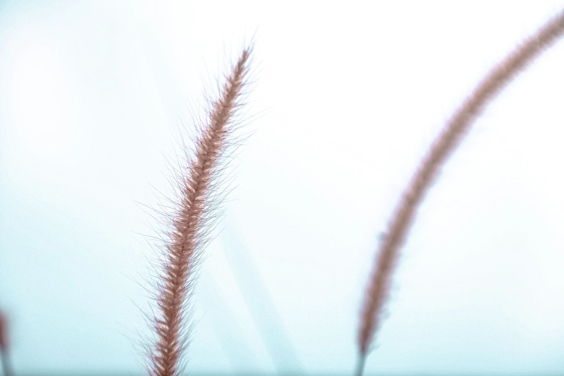 Giddy For Grasses