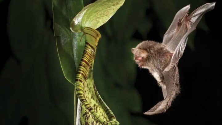 International Bat Appreciation Day